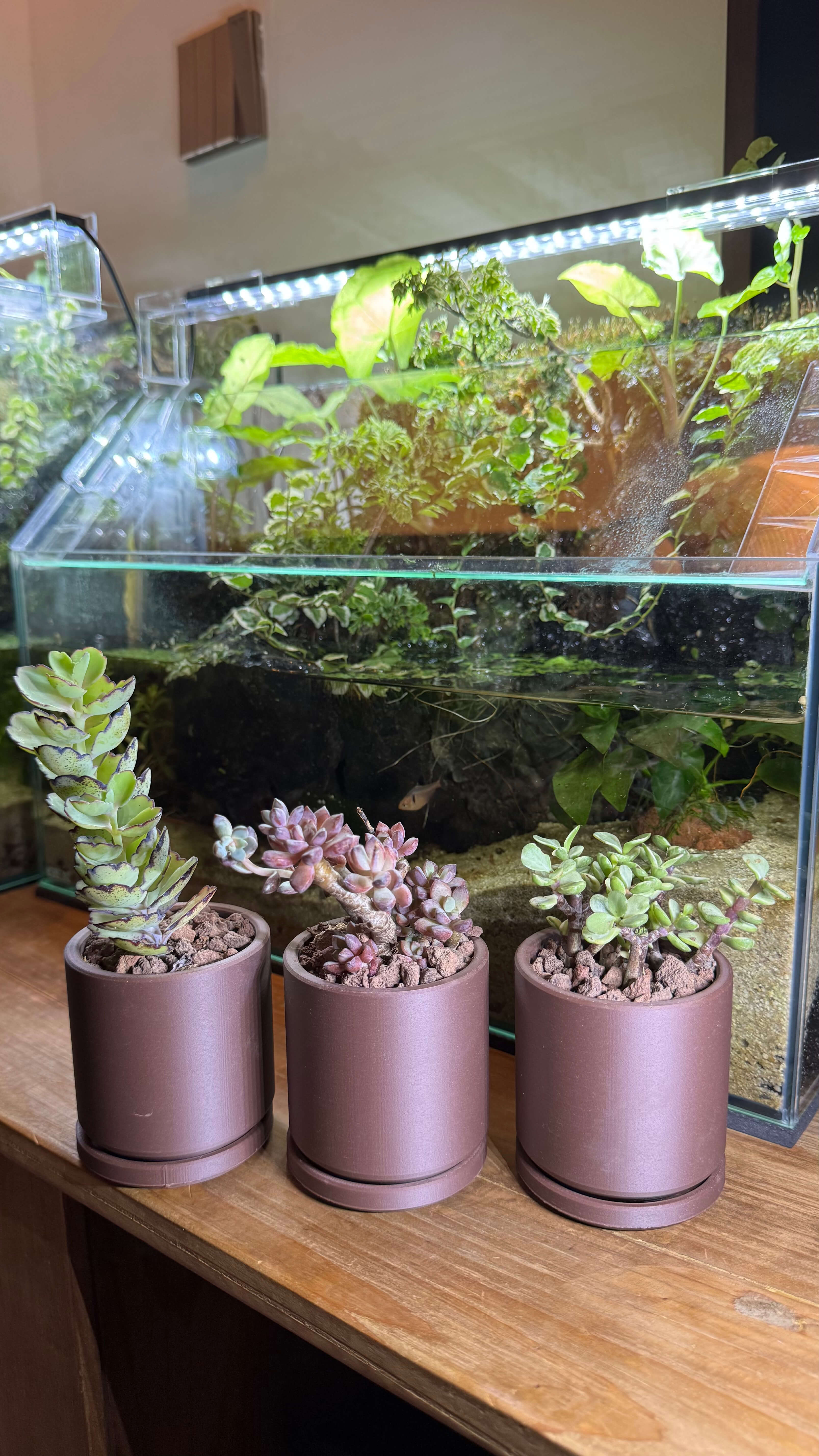 Succulent trio