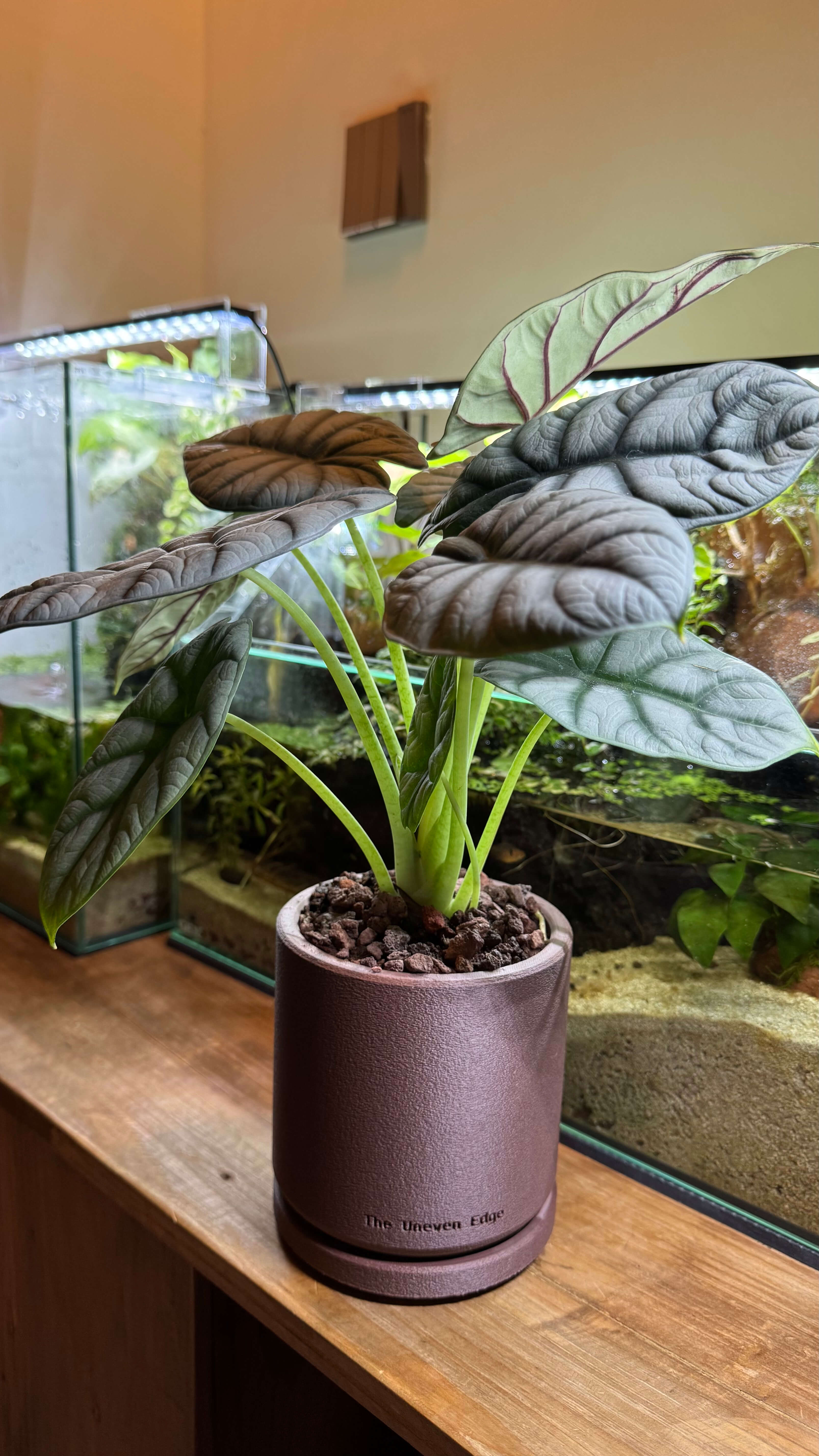 Ninja Alocasia in terracotta pot
