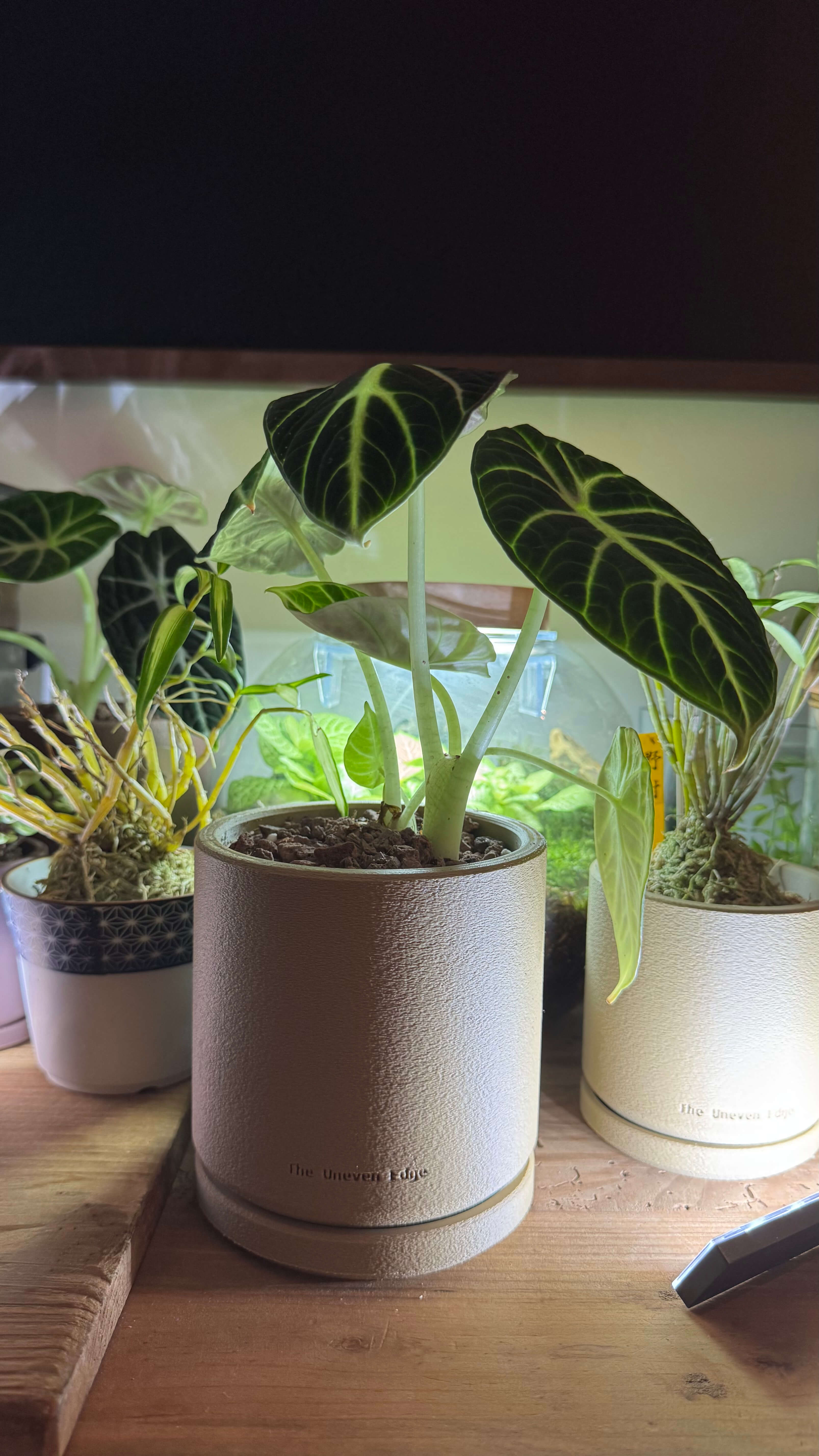 Silver Dragon Alocasia