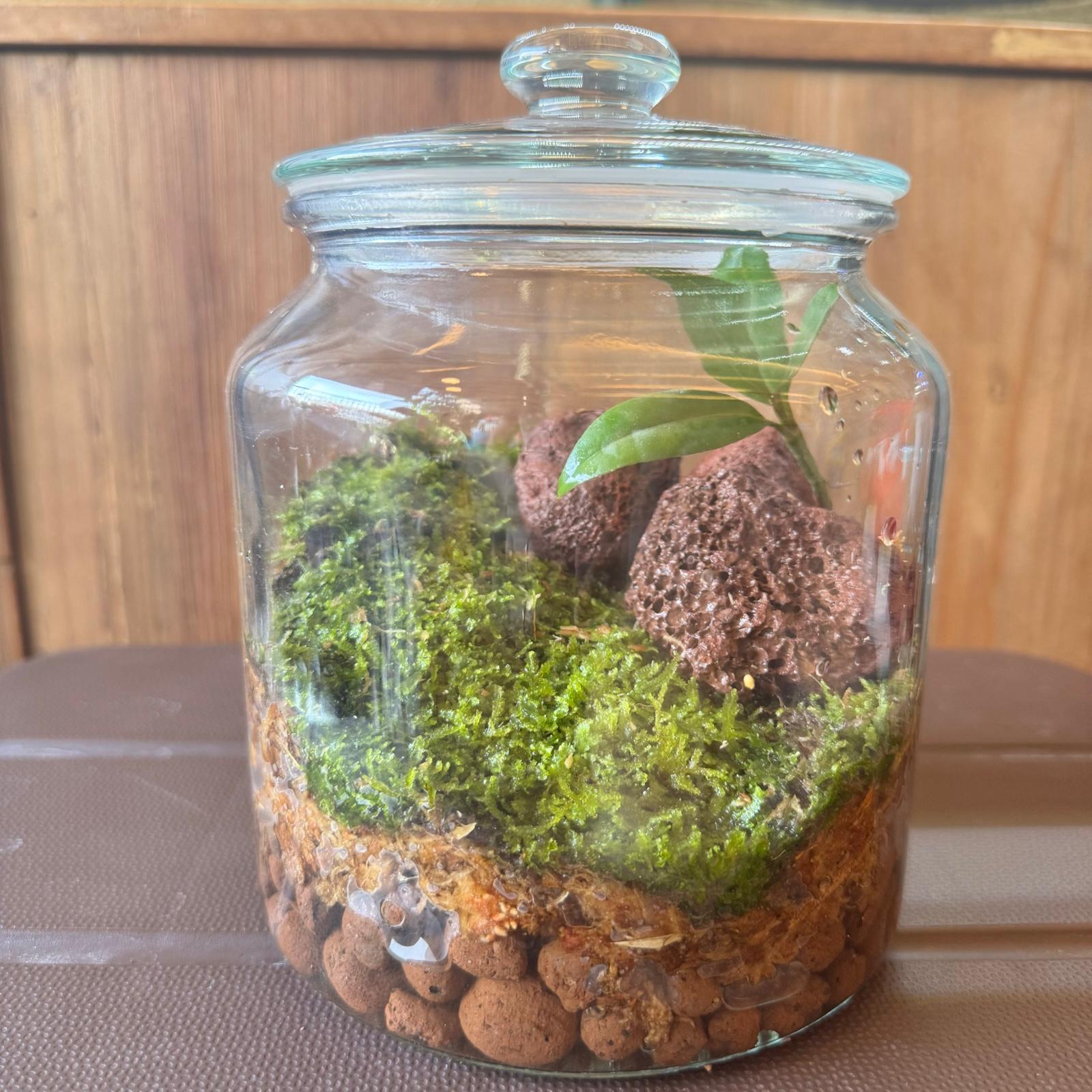 Mini bonsai terrarium